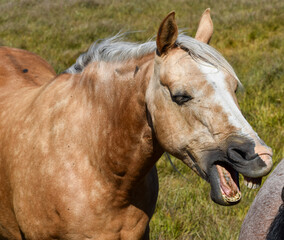silly horse laughing mouth open teeth showing 