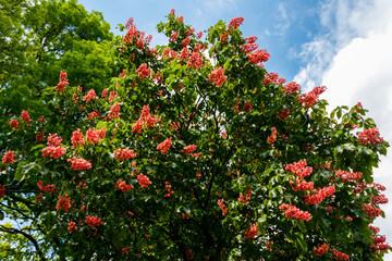 Fototapeta na wymiar Blooming red horse-chestnut (Aesculus × carnea) at spring