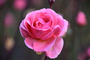 pink rose close up