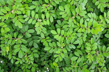 Fototapeta na wymiar Closeup of small green leaves background