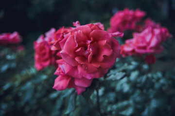 Red roses in a garden 
