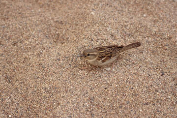 view of a little sparrow