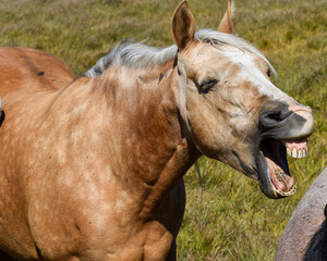 funny horse teeth yawn laughing