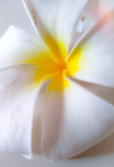 Obraz premium white lily flower