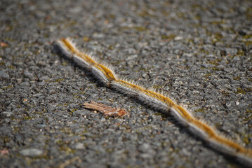chenille