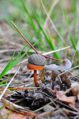 the fabulous beauty of mushrooms and forest moss close-up