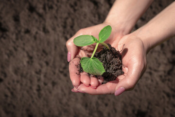 Seedlings in the hands of a woman farmer.Growing plant sprouts in the ground.