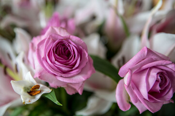 Closeup photograph of a bouquet of purple roses.