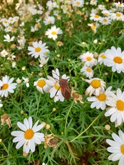 a bug playing with a white Daisy.