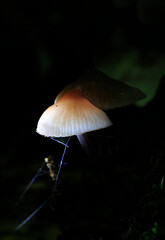 the fabulous beauty of mushrooms and forest moss close-up