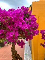 Paper Flower in the summer time.