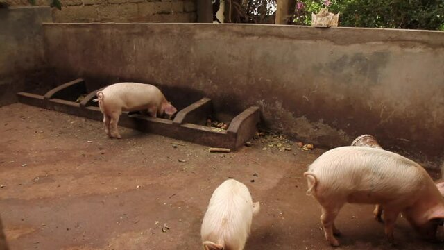Several big pigs in dry dirt ground in cement wall enclosure eating food together, close up pan
