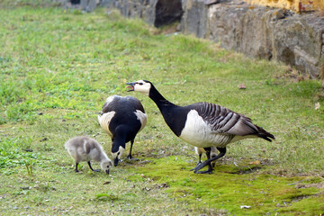 Barnacle goose family. Parent defending nestlings.