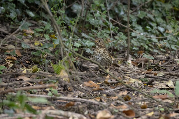 Song Thrush (Turdus philomelos) standing on the canopy floor