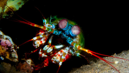 Mantis shrimp popping out of its cave