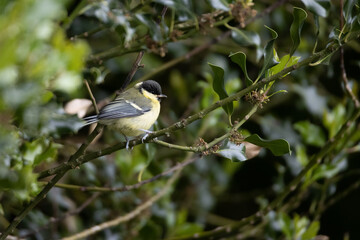 Fototapeta premium Great Tit perched on a Holly tree branch
