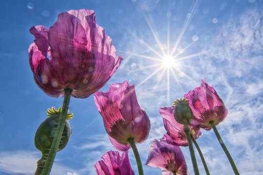 Backmohn bilder – Bläddra bland 223 stockfoton, vektorer och videor ...