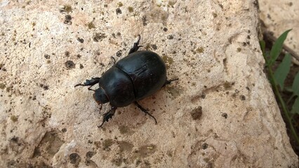 beetle on the stone