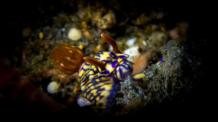Hypselodoris Zephyra