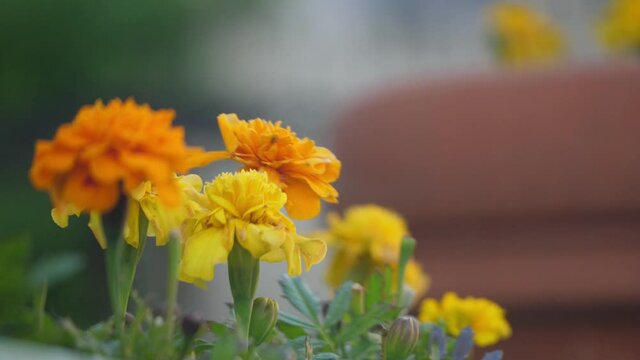 Orange and yellow potted wilting marigolds rustling in a breeze, close up.