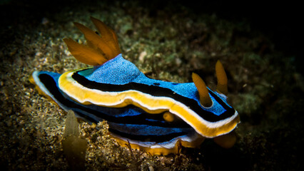Chromodoris Annae at the bottom of the sea