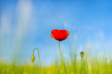 Beautiful common poppy with an open bouquet growing in a wheat field, focus on the stalk.