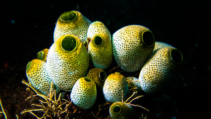 Magnificent sea squirts in Tulamben
