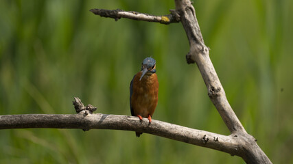 Fototapeta premium Martin Pescatore