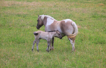 Naklejka na ściany i meble horse with foal in the meadow