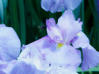 花菖蒲