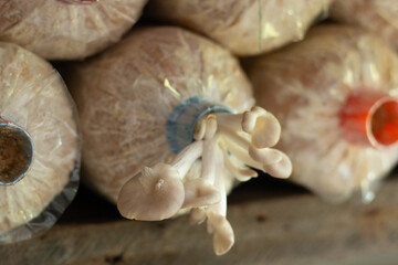 Specific focus image a mushroom that is blooming from a clot.