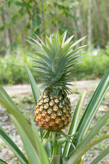 The yellow color of the pineapple fruit that is almost ripe.