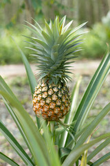 Fototapeta premium The yellow color of the pineapple fruit that is almost ripe.
