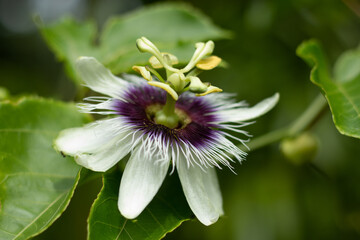 A close up shot of passion fruit flowers .