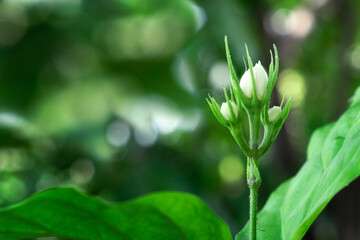 jasmine flower bud close up mode view