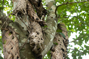 The fruit of Cempedak on the tree, which is in the nest weave using coconut leaves to make the nest.