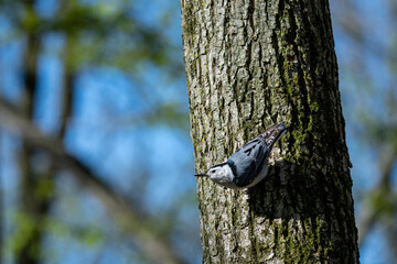 Nuthatch climbing down a trunk looking left across the frame with blurred trees in the background