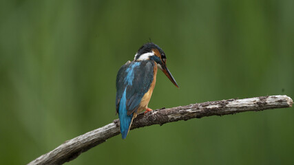 Martin Pescatore