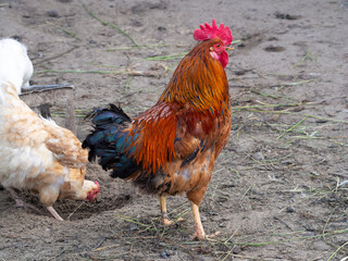 A rooster with colorful feathers, red eyes and a comb