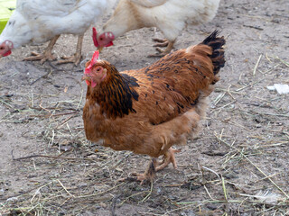 Chicken with orange and brown feathers and a red scallop.