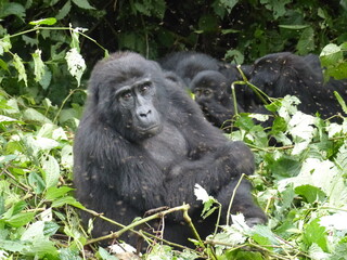 Berggorilla