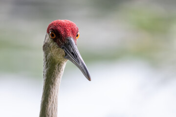 Front profile of the head of a Sandhill crane with a blurred green and gray background