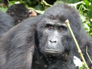 Berggorilla