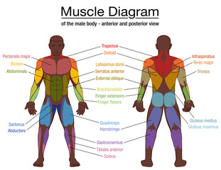 Muscle diagram, most important muscles of an athletic black man, anterior and posterior view, male body. Labeled vector illustration chart on white background.
