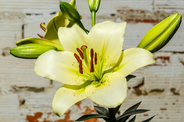 Beautiful yellow lily flower in spring.
