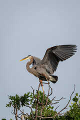 Great Blue heron landing near nest with blue sky background