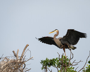 Great Blue heron landing near nest with outstretched wings against a blue sky