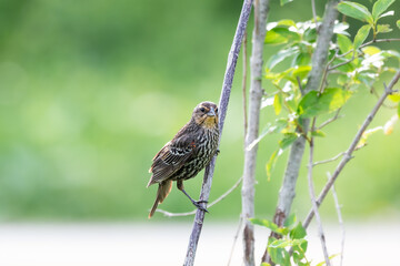 Female red-winged blackbird perched on thin reed with some branches and leaves blurred in the background