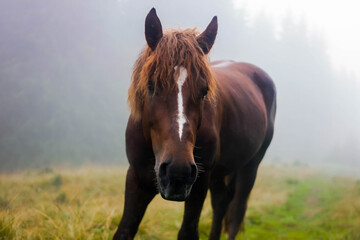 Obraz premium Horse in mist high in the mountains, animal close-up, hoofed
