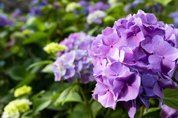 Purple Hydrangea flower blooming in spring and summer in a garden. Beautiful bush of hortensia flowers